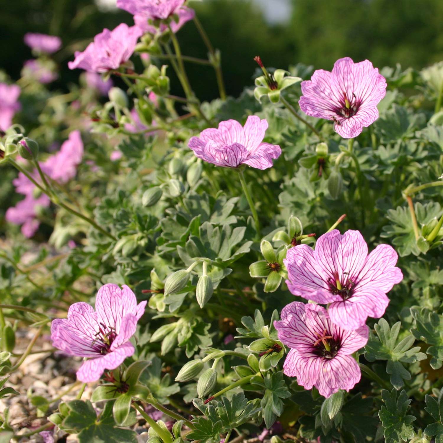 Storchschnabel 'Ballerina'