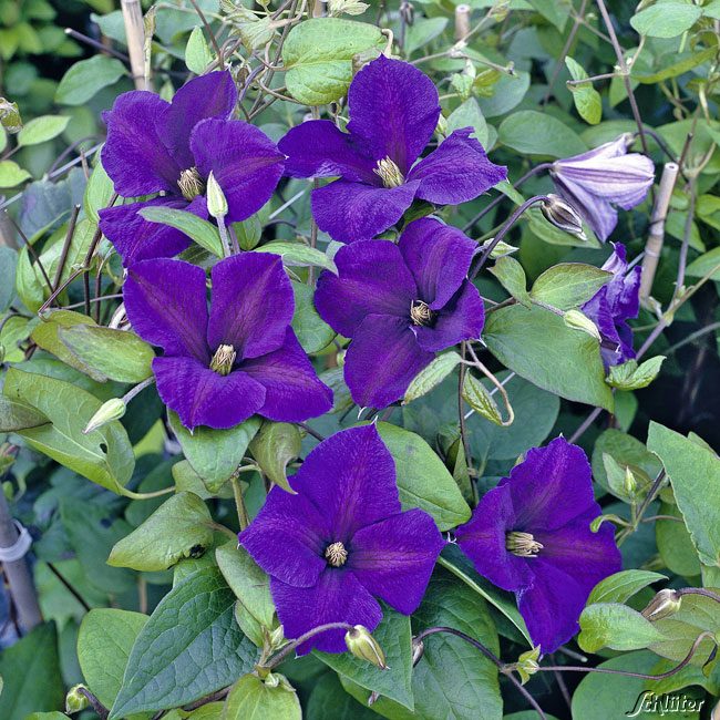 Clematis 'Jackmanii Superba'