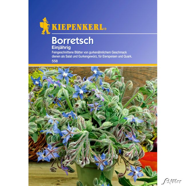 Borretsch Einjährig