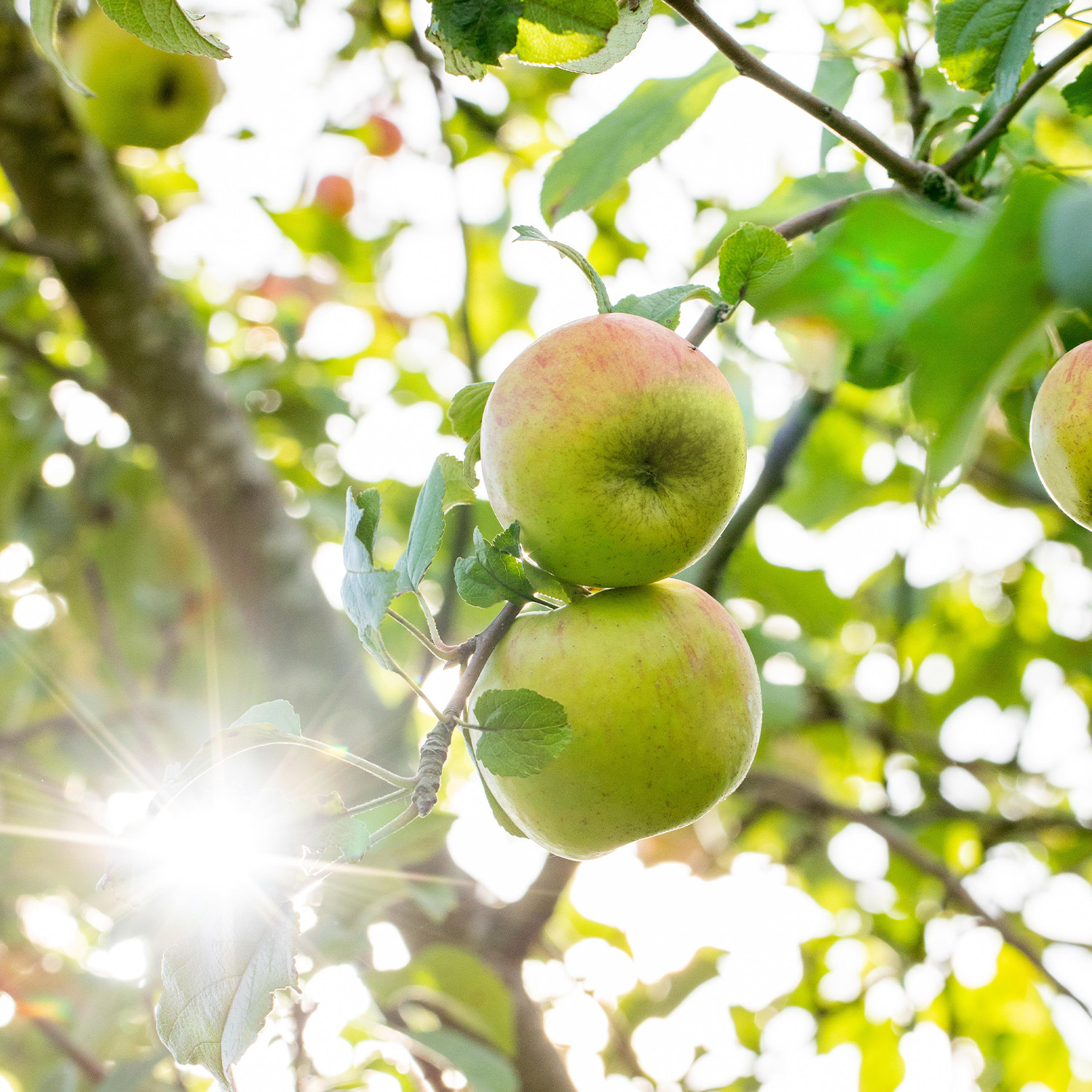 Kategorie <b>Produkt ohne Kategoriezuordnung </b> - Apfel &#039;Delbarestival®&#039;, 5 Liter, 80 - 100 cm Liefergröße: 80 - 100 cm - Malus &#039;Delbarestivale&#039;