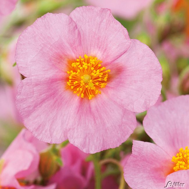 Sonnenröschen 'Rosa' - 3 Stück