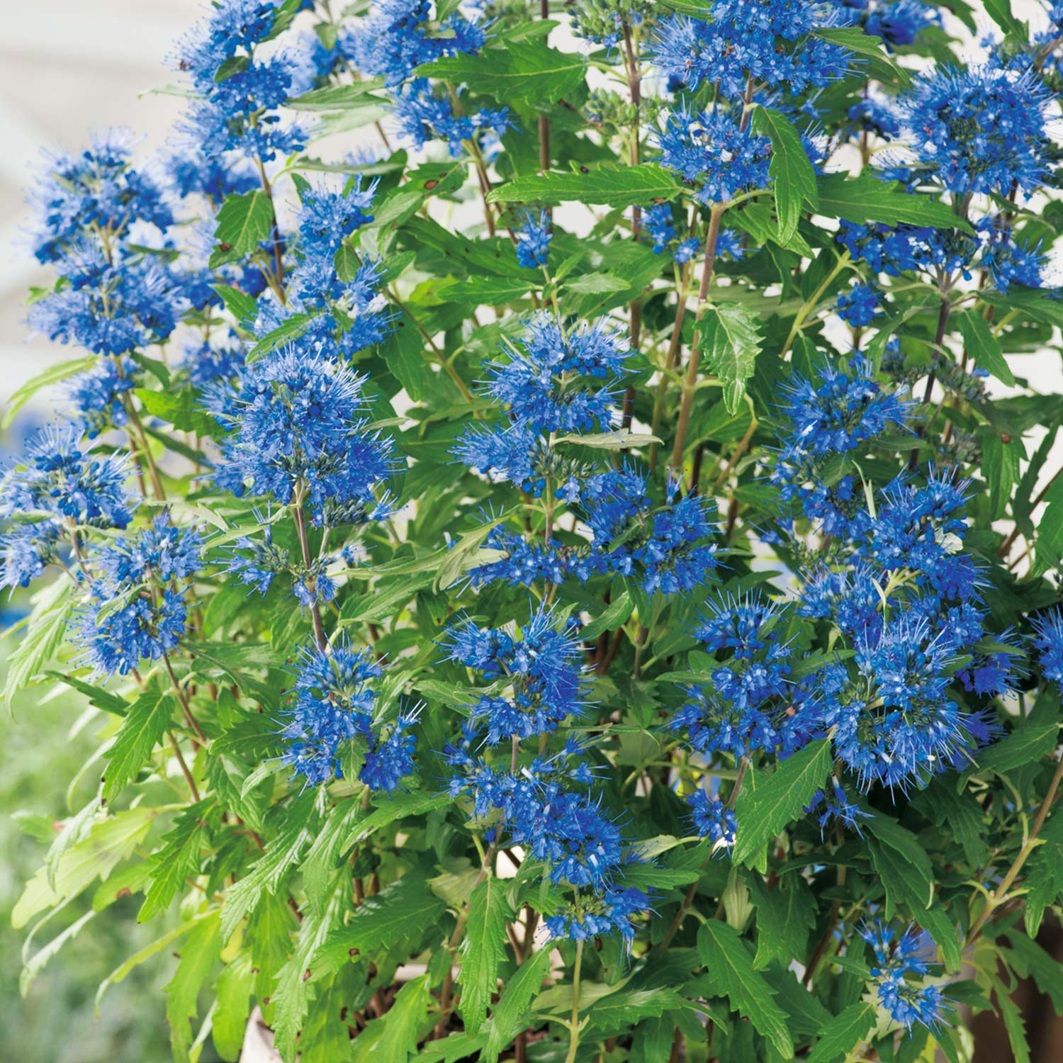 Bartblume 'Blue Sparrow®' - 'Blauer Spatz®'