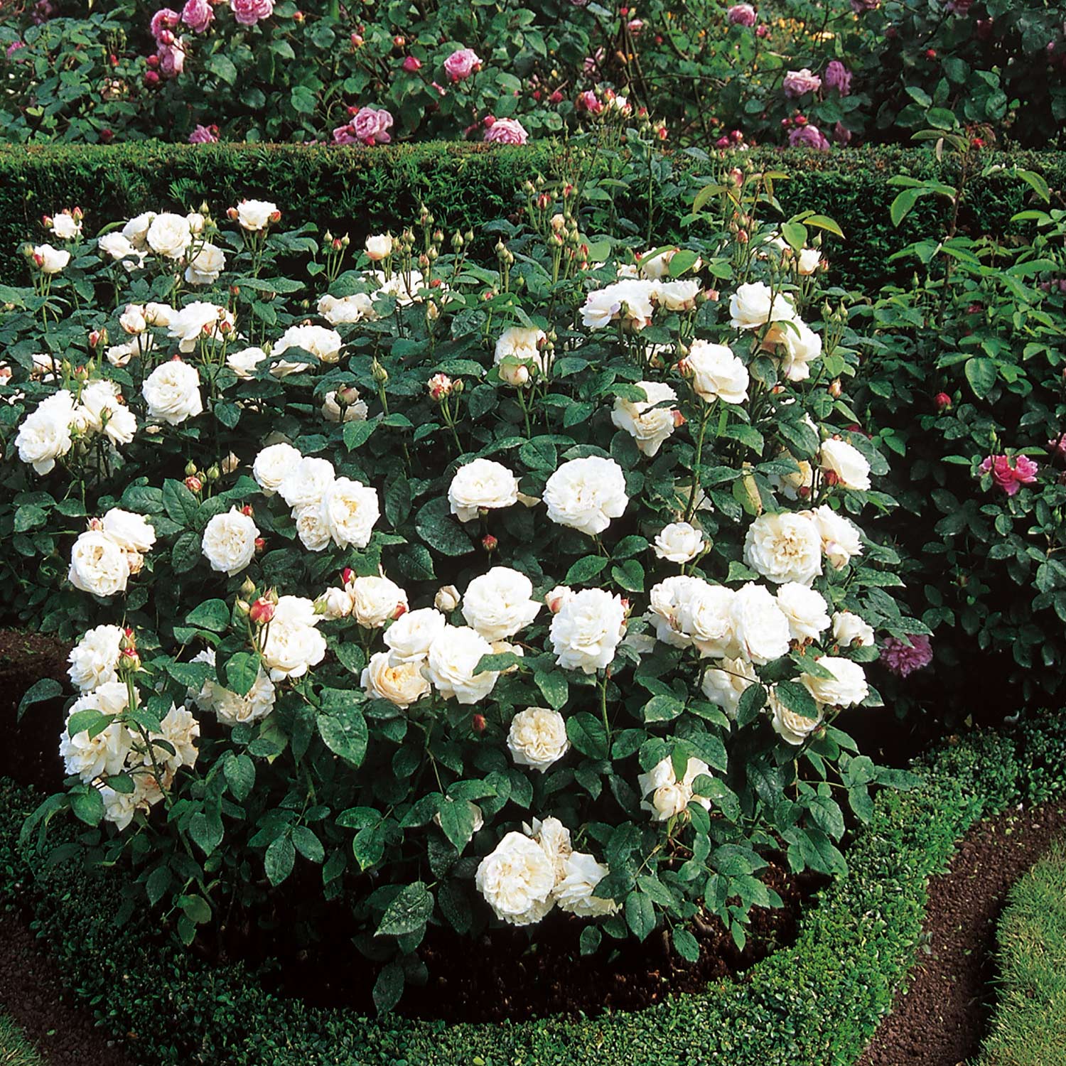 David Austin-Rose 'Winchester Cathedral®'