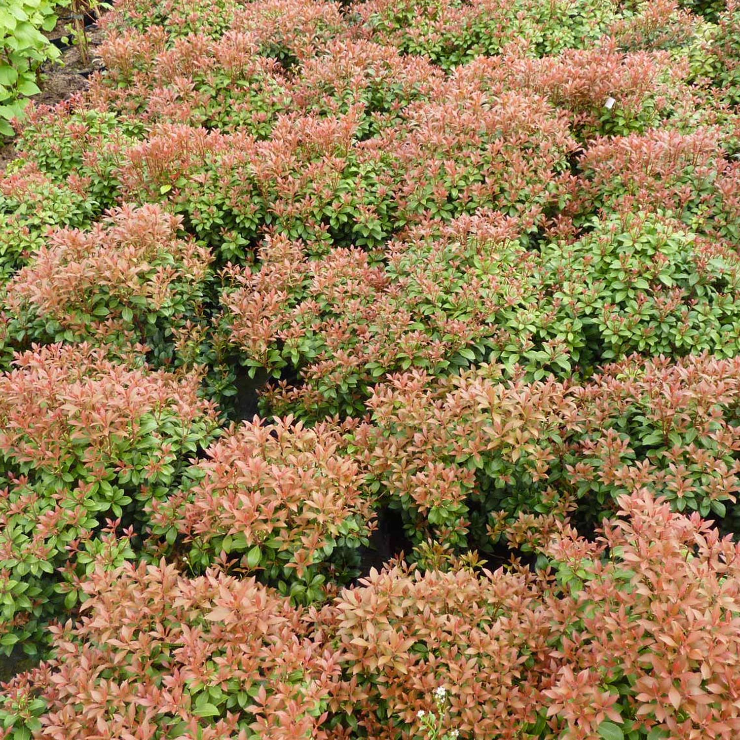 Lavendelheide / Schattenglöckchen 'Little Heath'