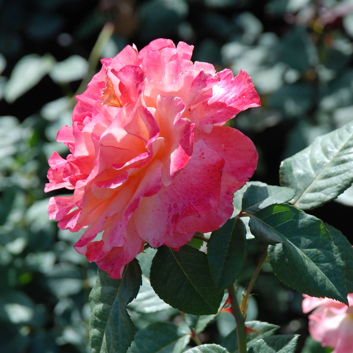 Nostalgische Rose 'Augusta Luise®'