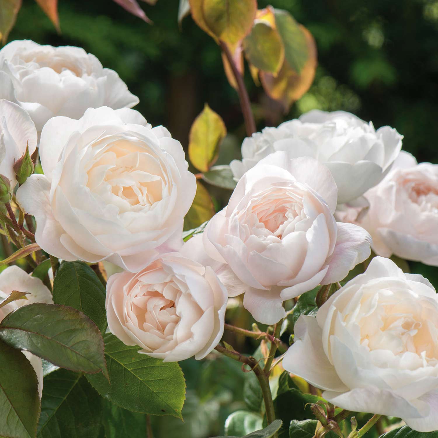 David-Austin-Strauchrose 'Desdemona'