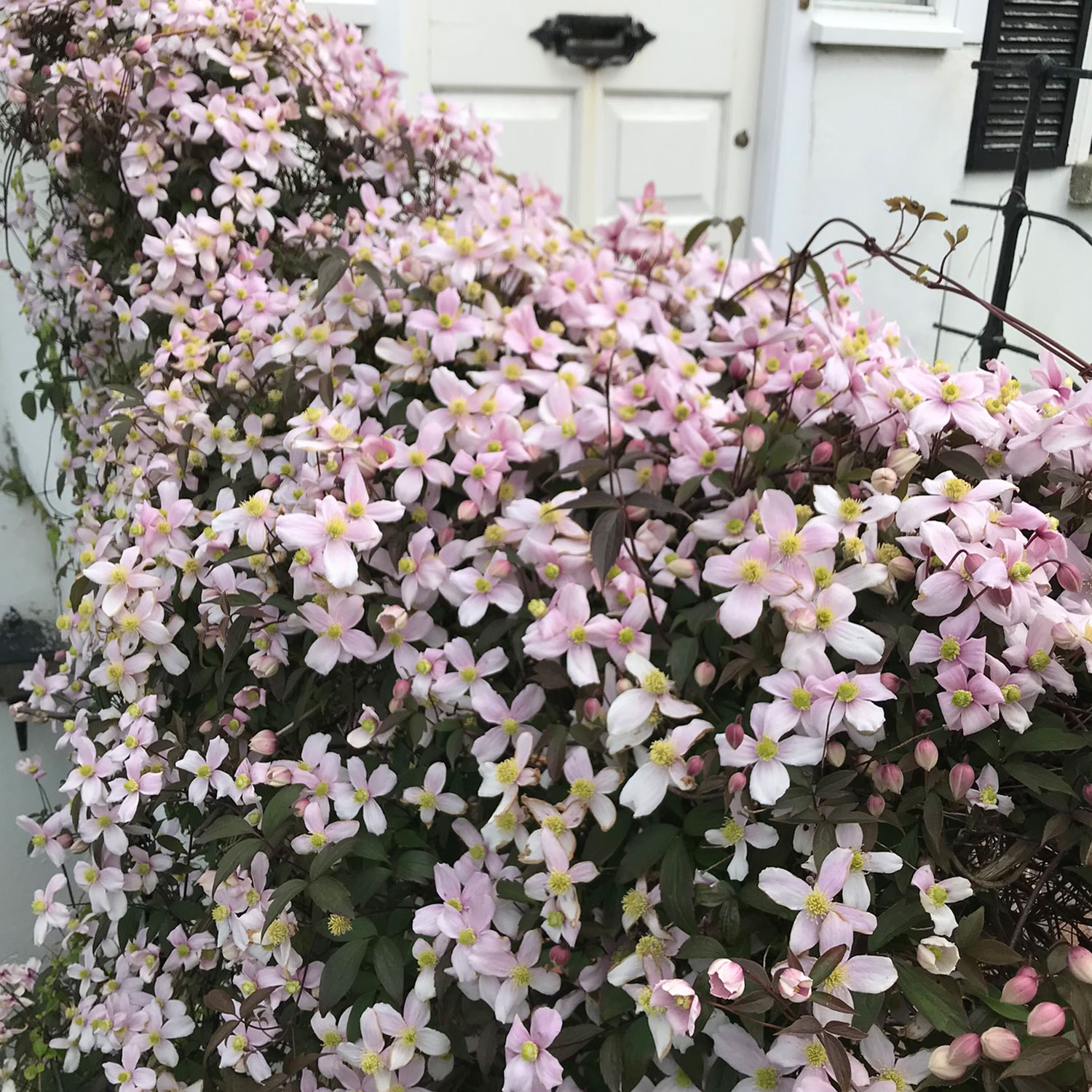 Clematis 'Tetra Rose'