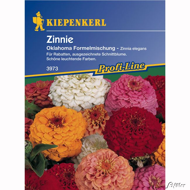 Zinnien 'Oklahoma' (Mischung)