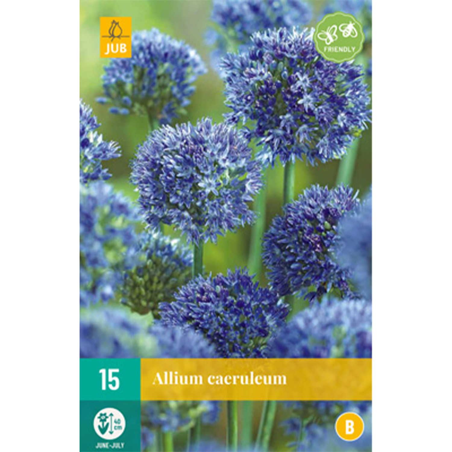 Allium 'Blue Heaven'