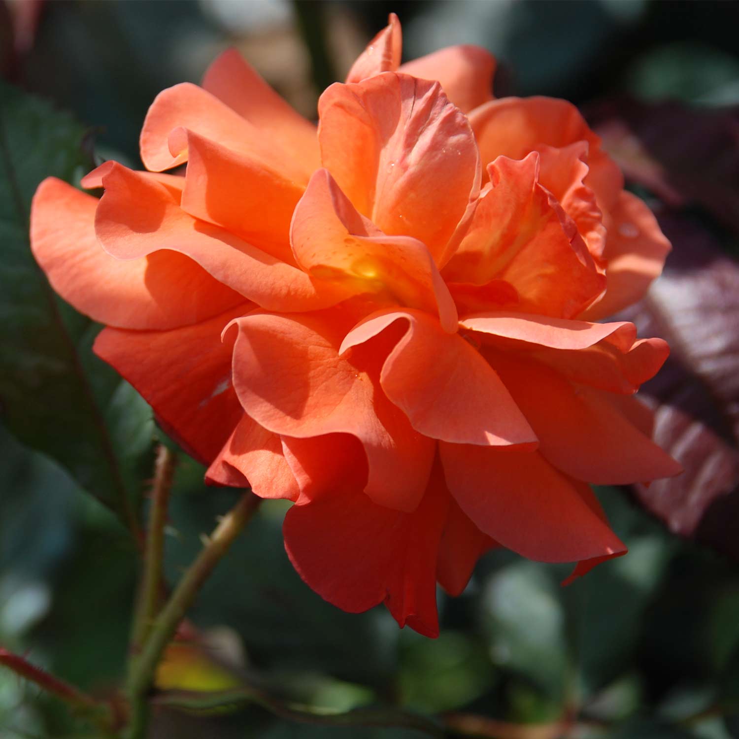 Strauchrose 'Westerland®'