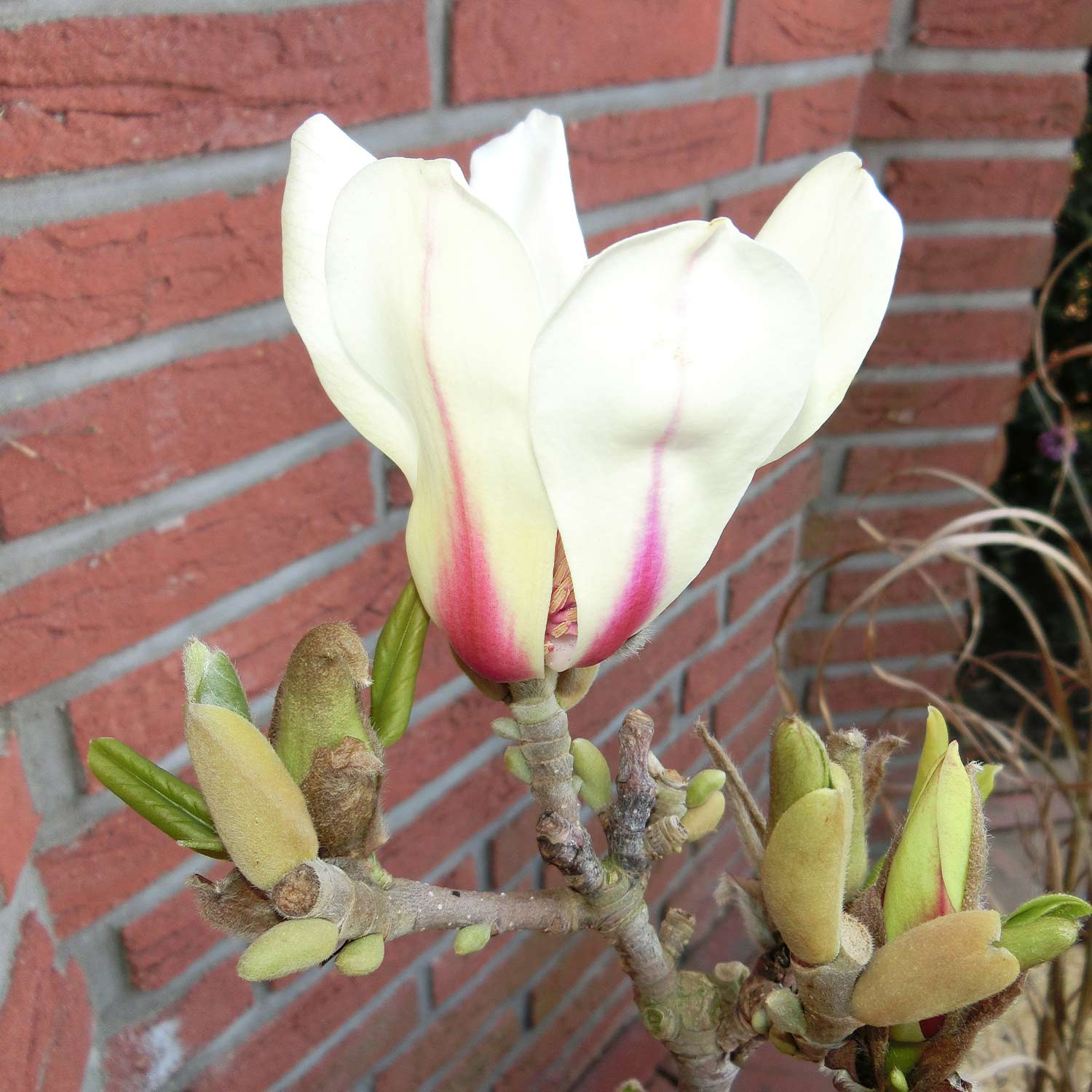 Magnolie 'Sunrise®'