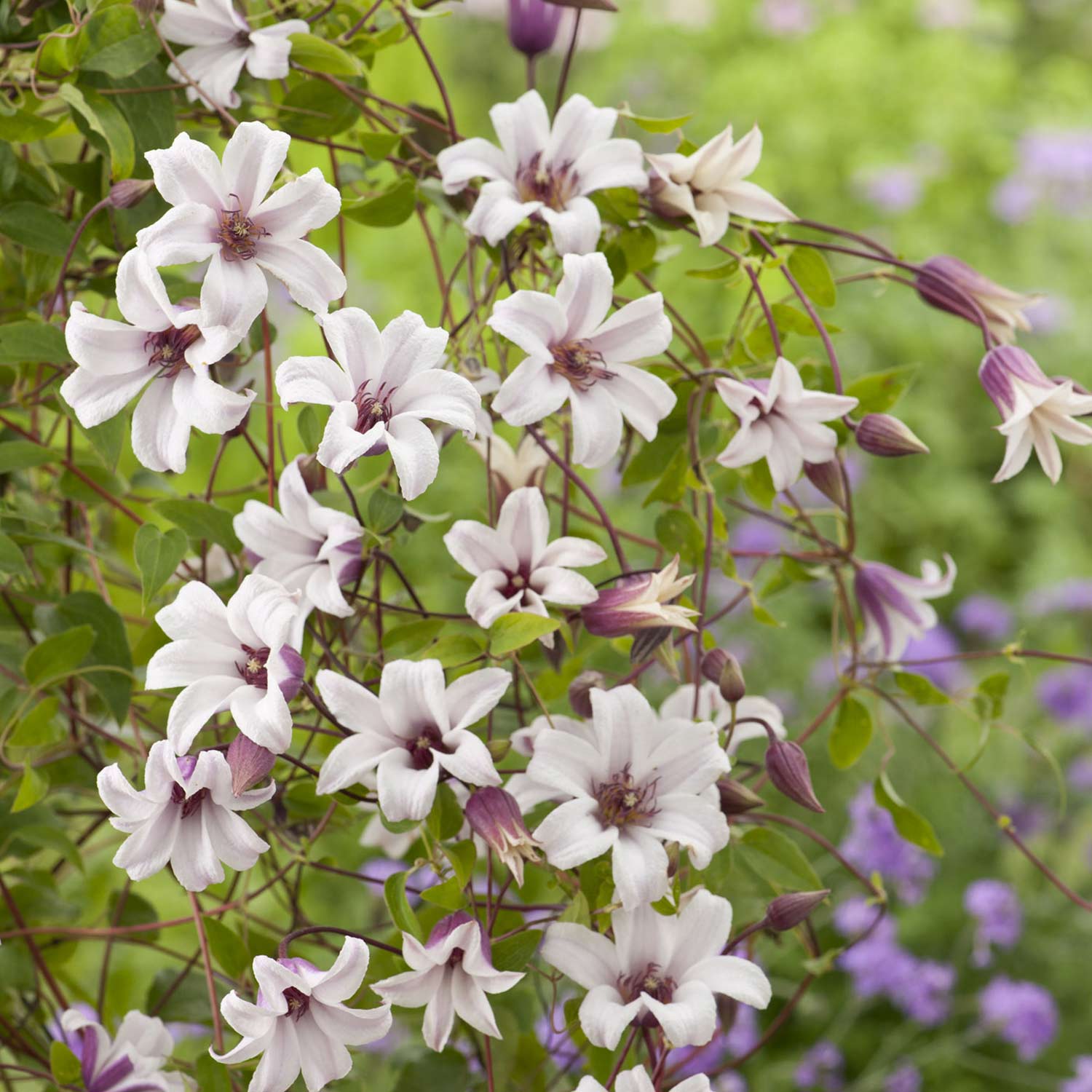 Clematis 'Princess Kate'