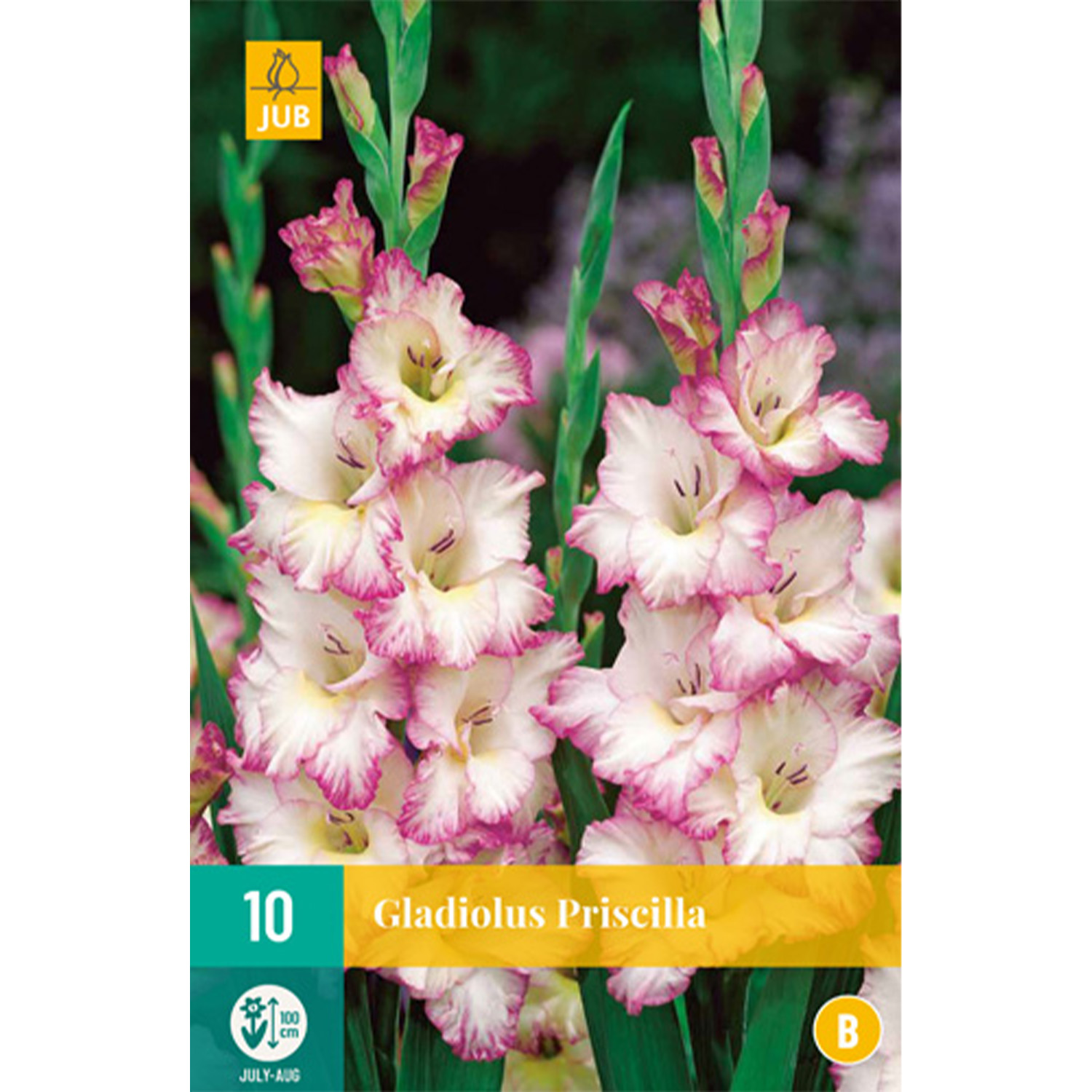 Gladiole 'Priscilla' - 10 Stück