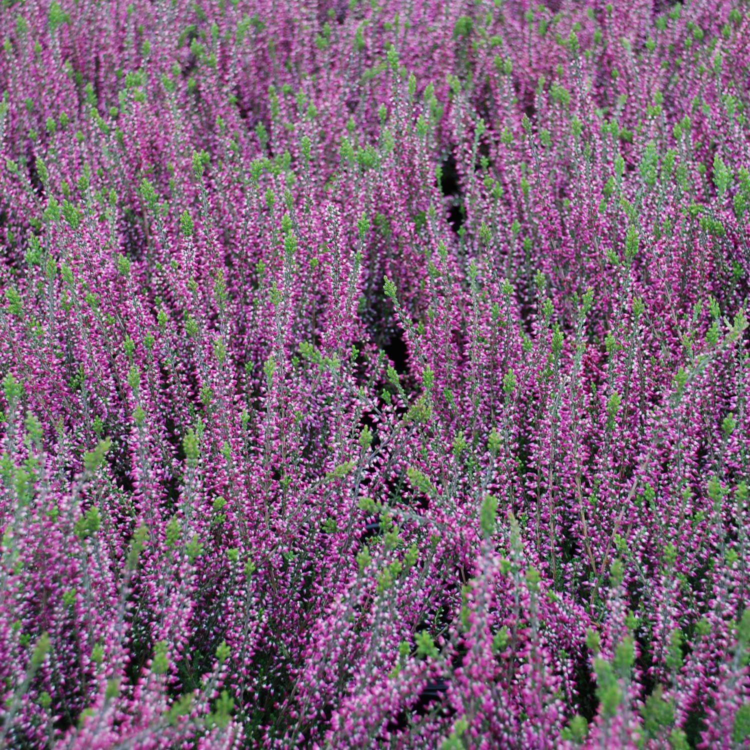 Winterharte Knospenheide 'Amethyst' (Garden Girls®)