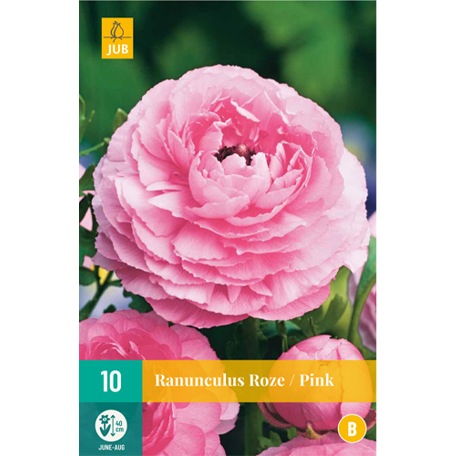 Ranunkeln 'Rosa' - 10 Stück