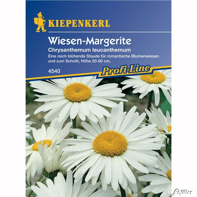 Margeriten 'Wiesen-Margerite'