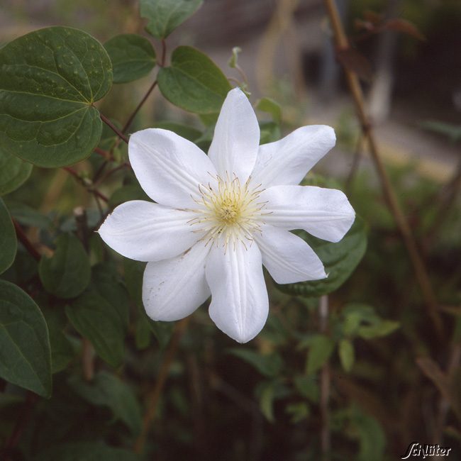 Clematis 'Madame Le Coultre'