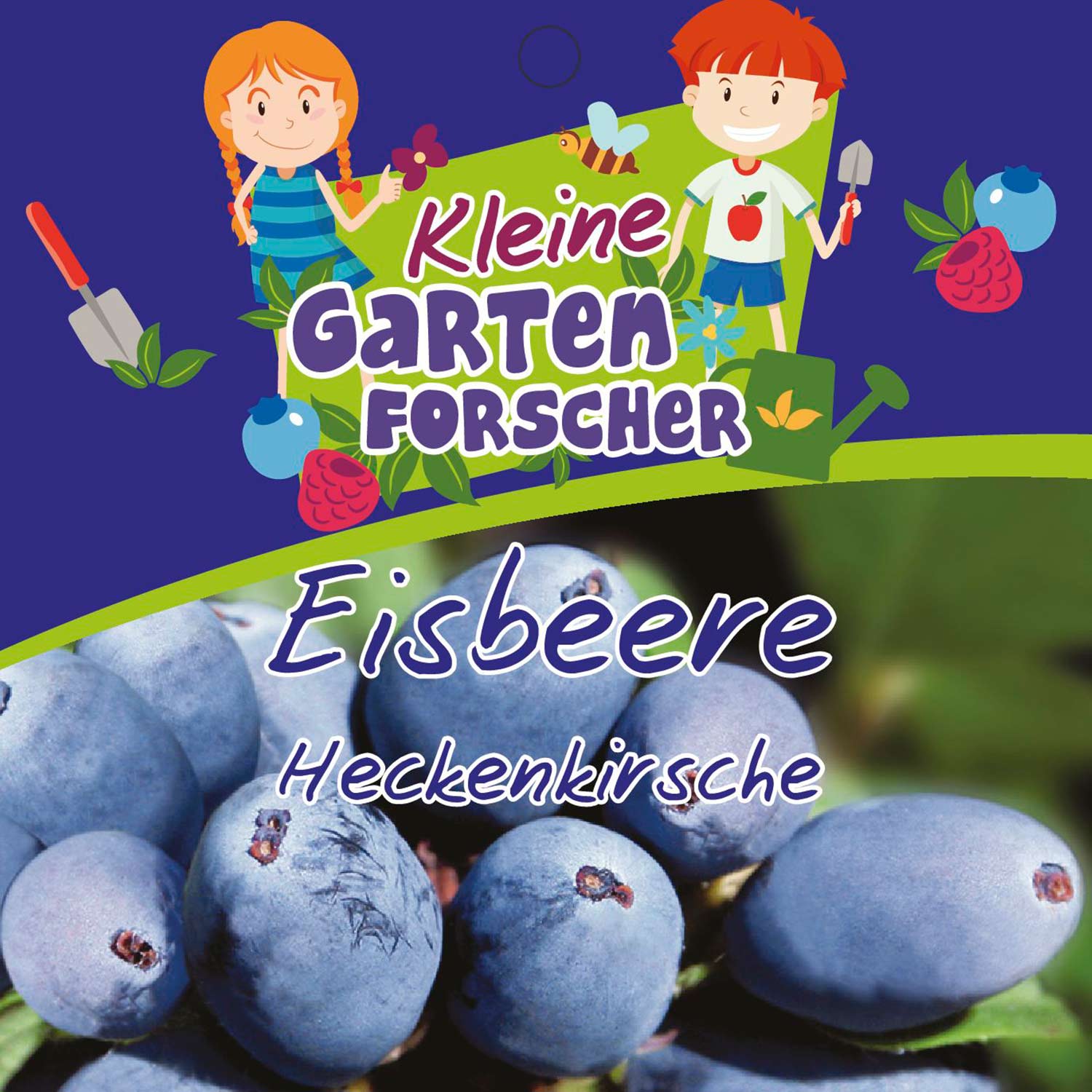 Heckenkirsche 'Eisbeere' Kleine Gartenforscher