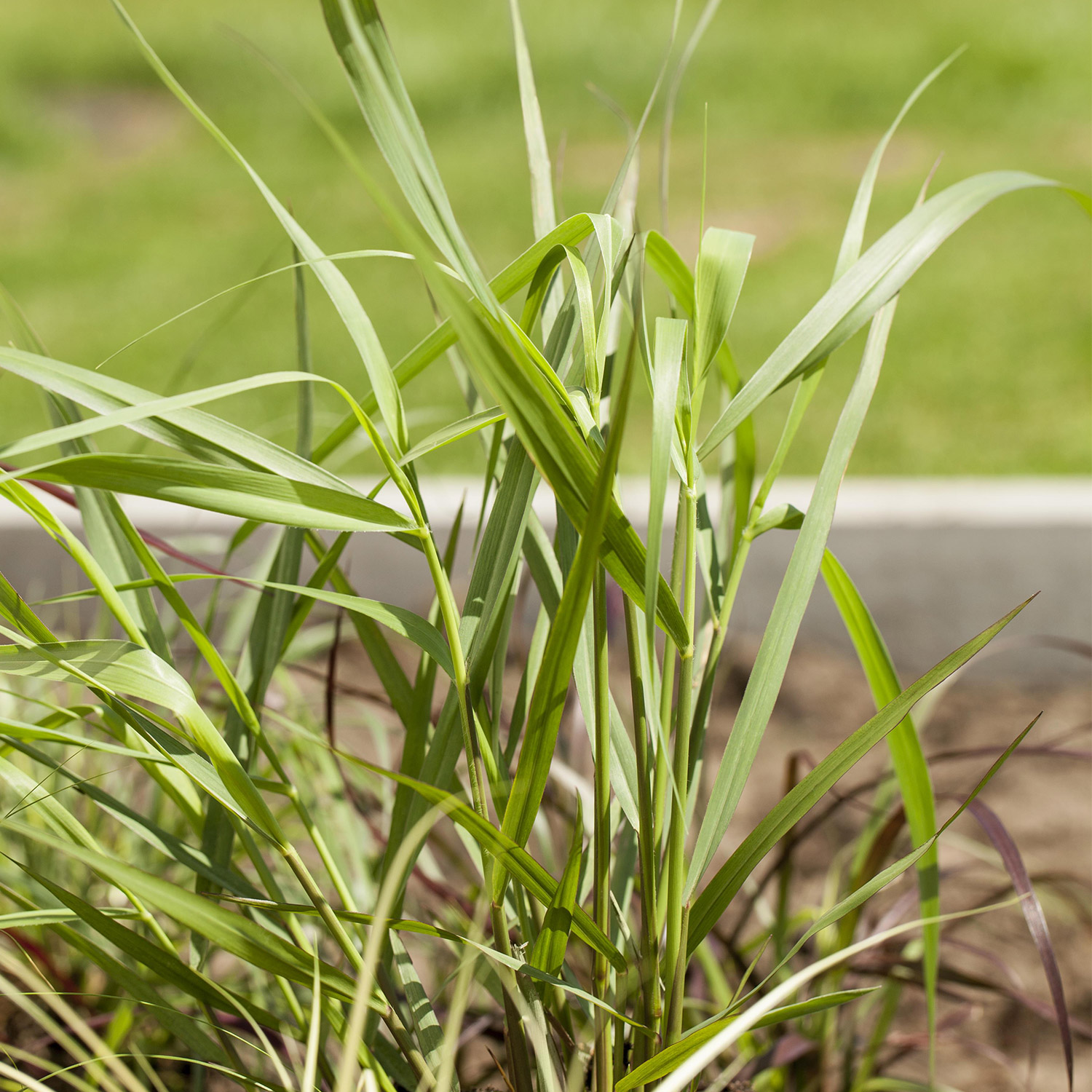 Garten-Ruten-Hirse 'Hänse Herms'