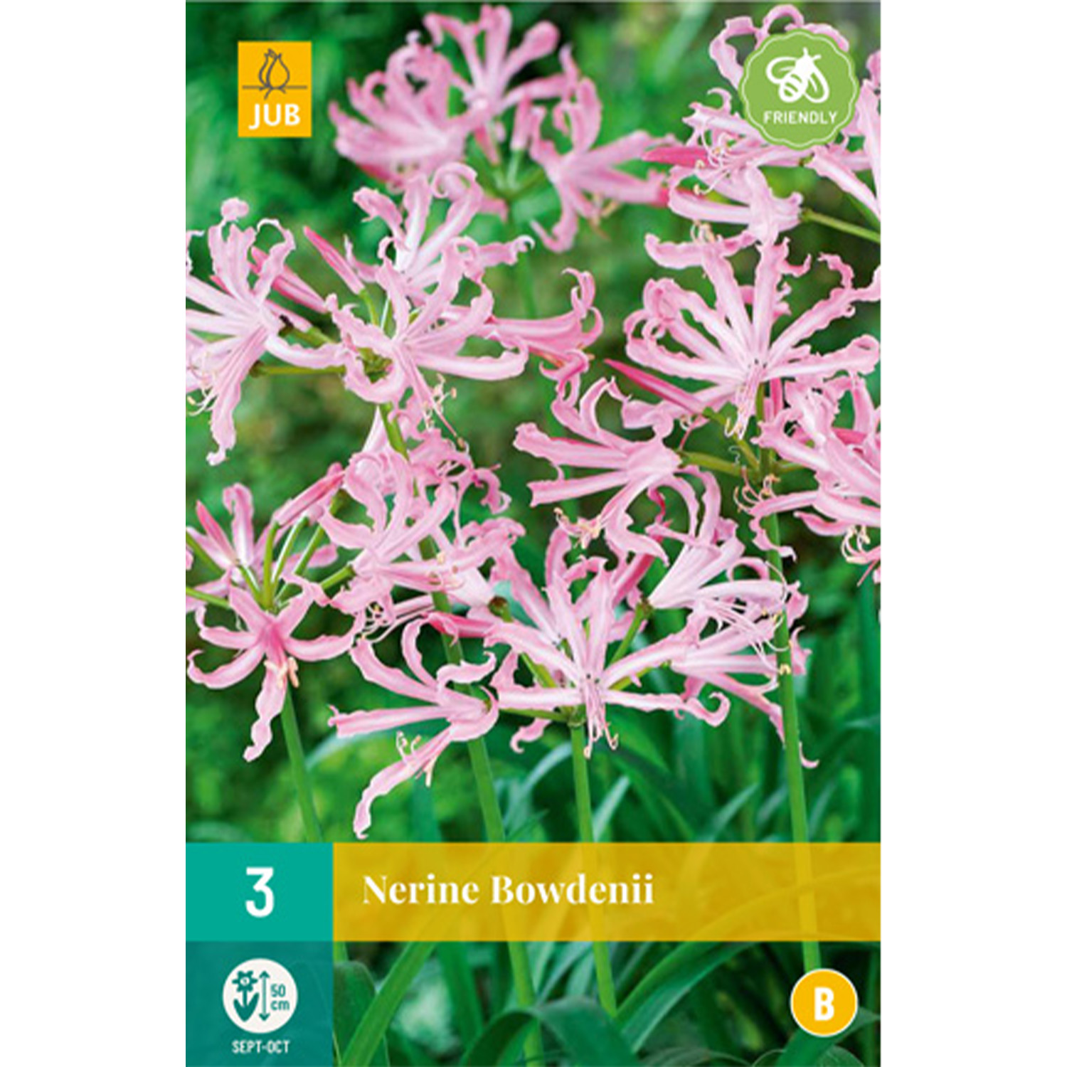 Nerine - 2 Stück