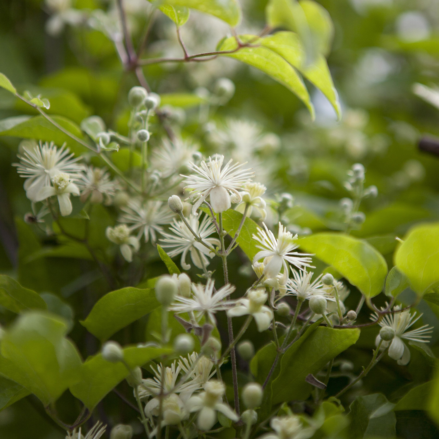 Heimische Clematis -  Gewöhnliche Waldrebe