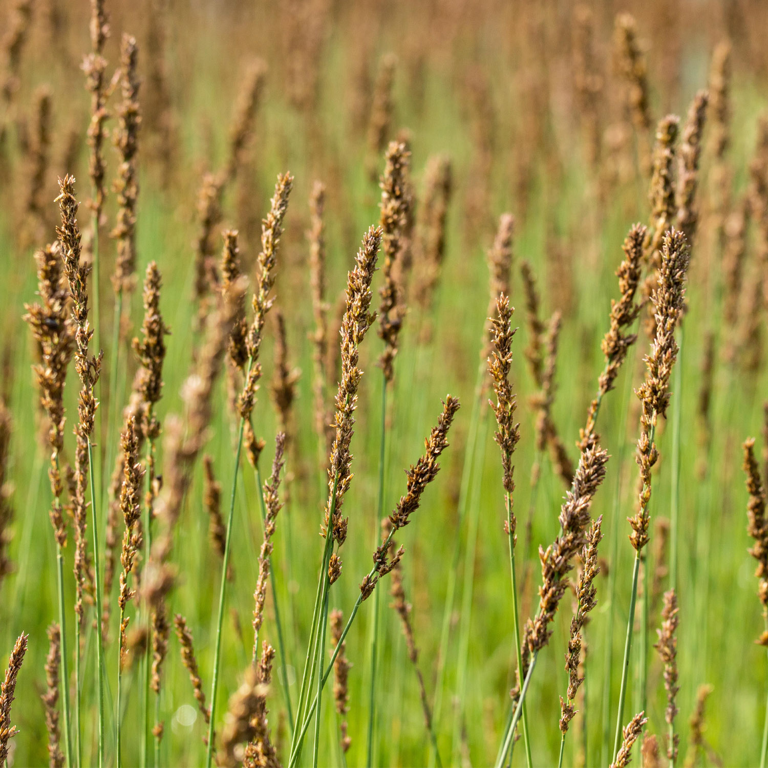 Kleines Pfeifengras 'Moorhexe'