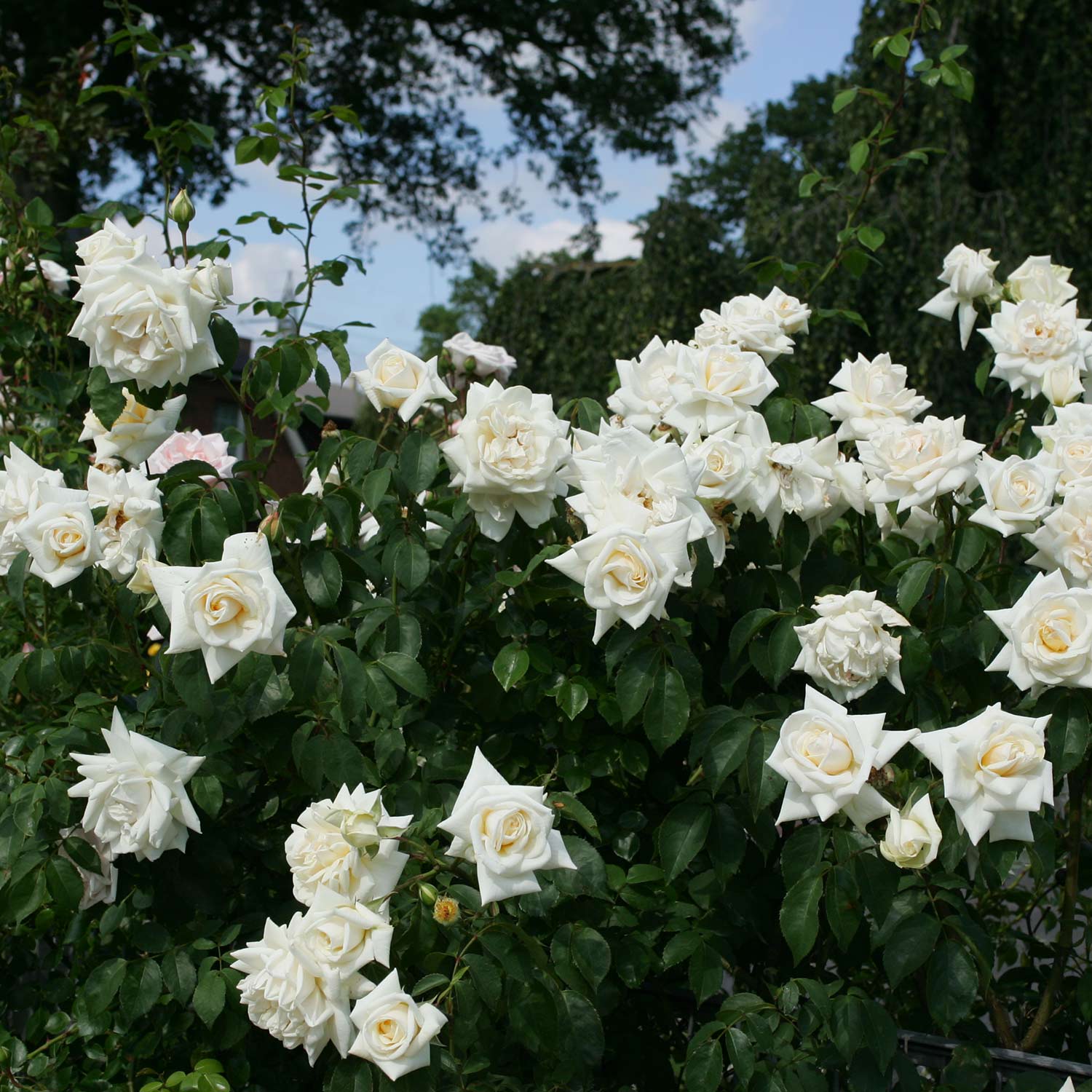 Kletterrose 'Ilse Krohn®'