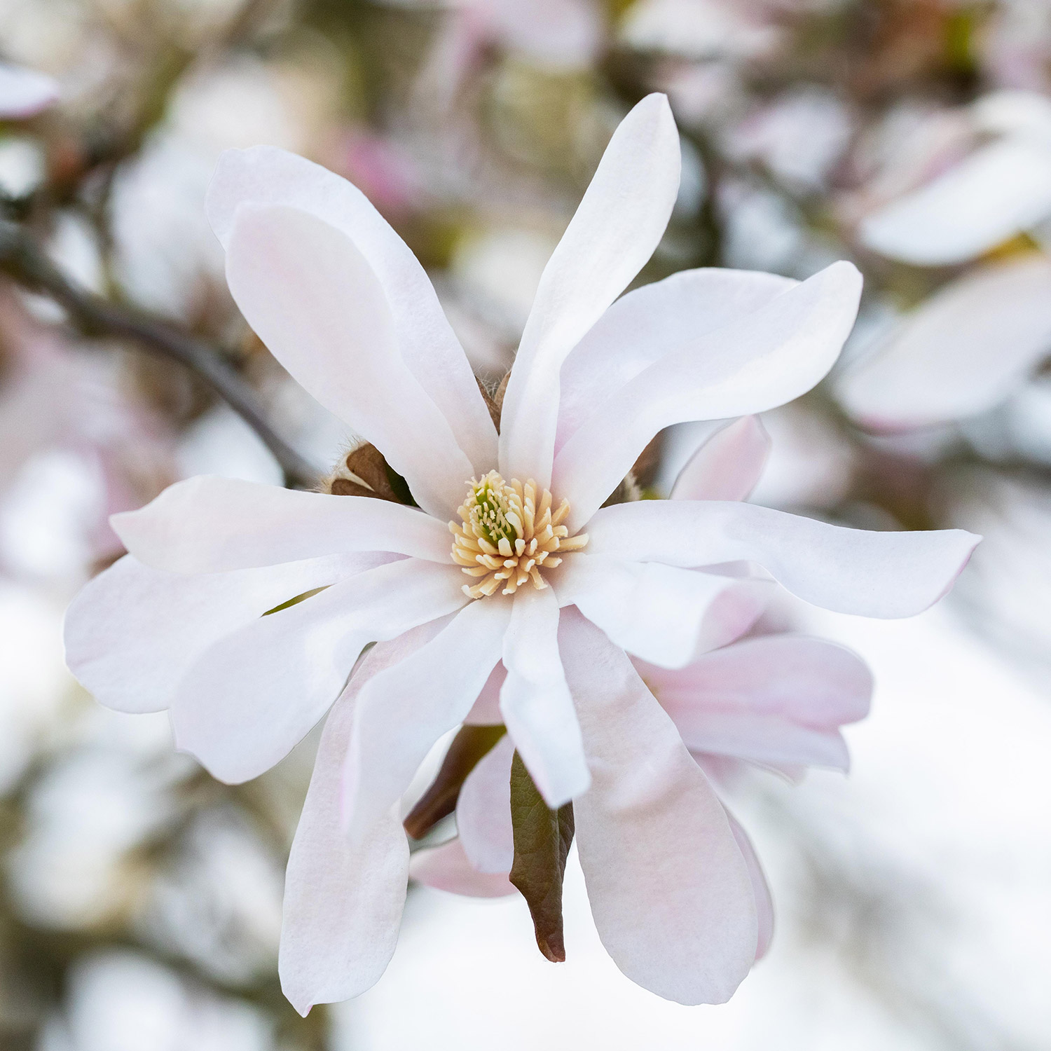 Rosa Sternmagnolie 'Leonard Messel'