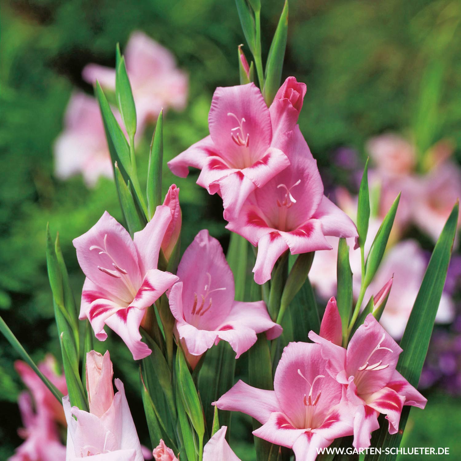 Gladiole 'Nanus Charming Beauty' - 10 Stück