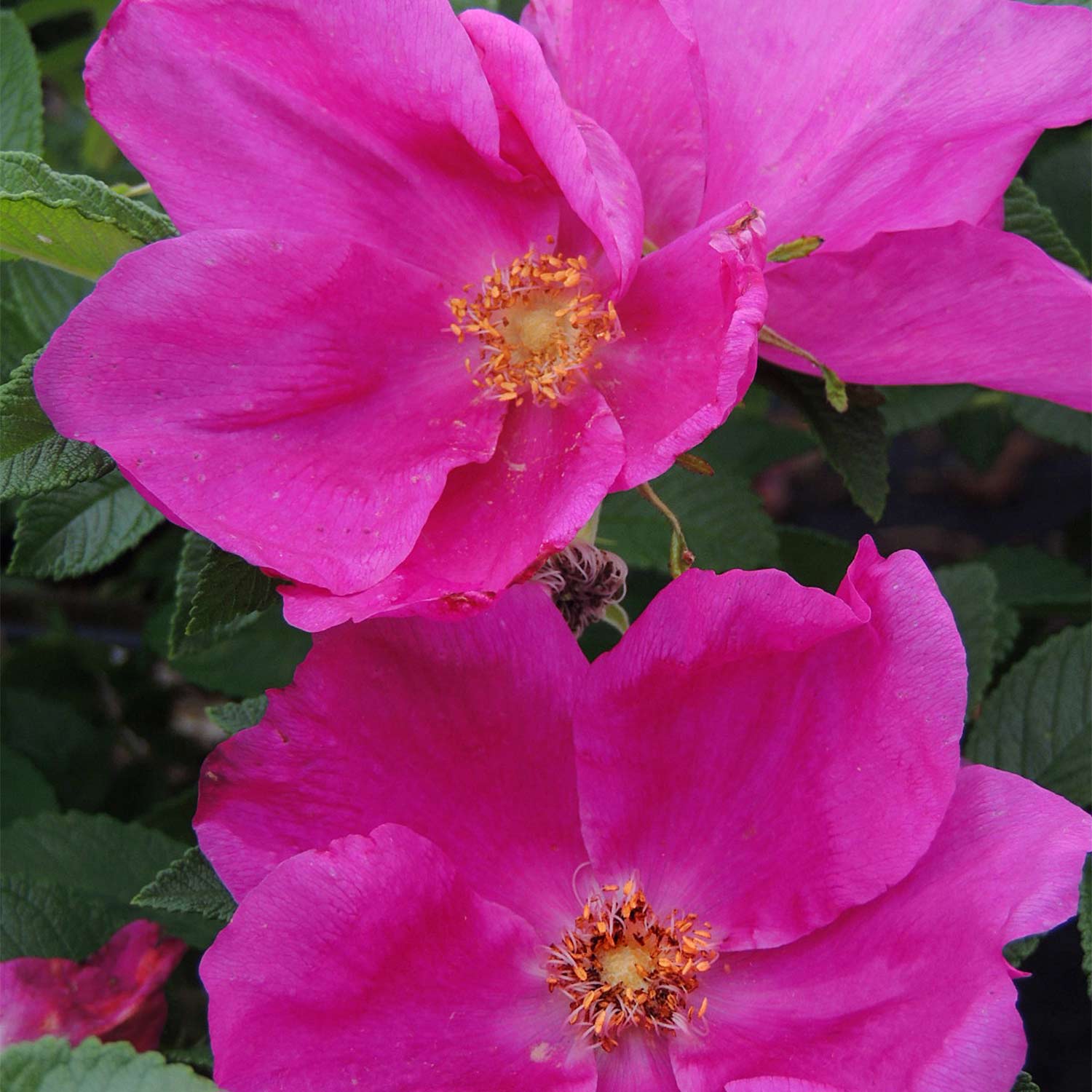 Apfelrose/Hagebutte 'Angelia Eglantine'