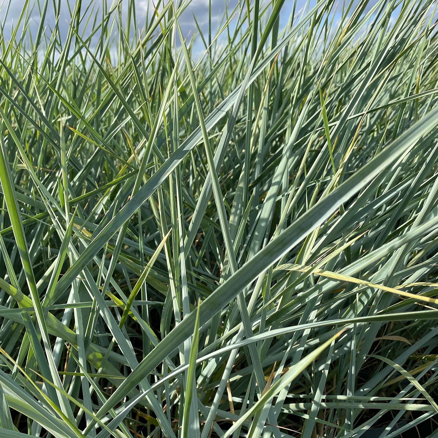 Strandroggen 'Blue Dune'