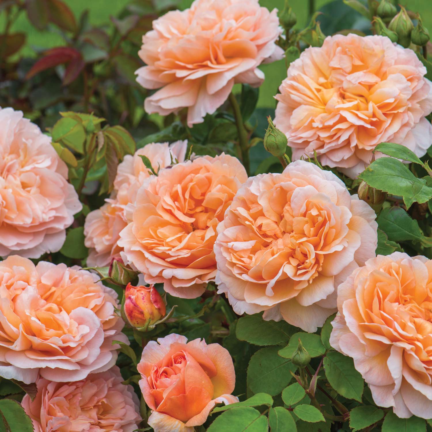 David Austin Rose 'The Lady Gardener ®' (Ausbrass)