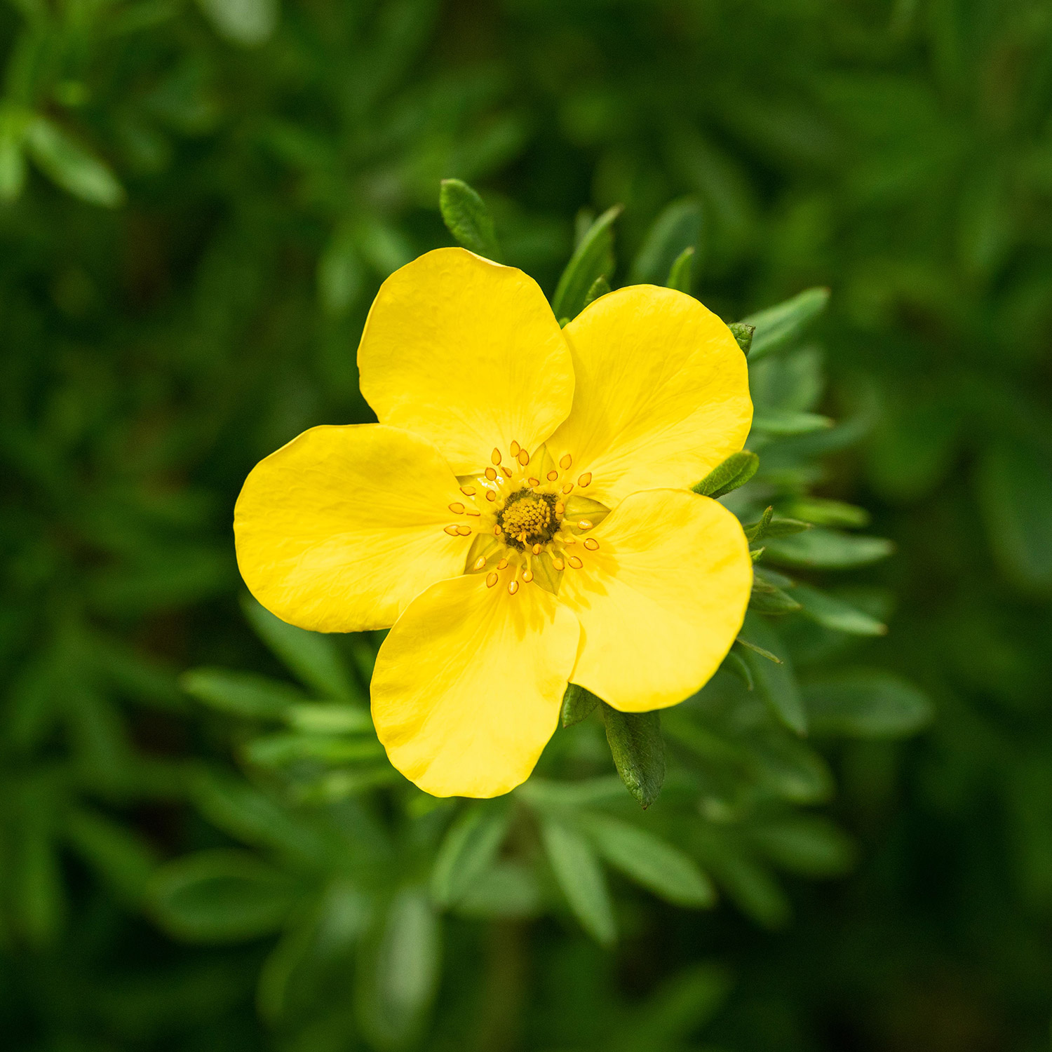 Kategorie <b>Produkt ohne Kategoriezuordnung </b> - Fingerstrauch &#039;Goldfinger&#039;, 1 Liter, 20 - 30 cm Liefergröße: 20 - 30 cm - Potentilla fruticosa &#039;Goldfinger&#039;