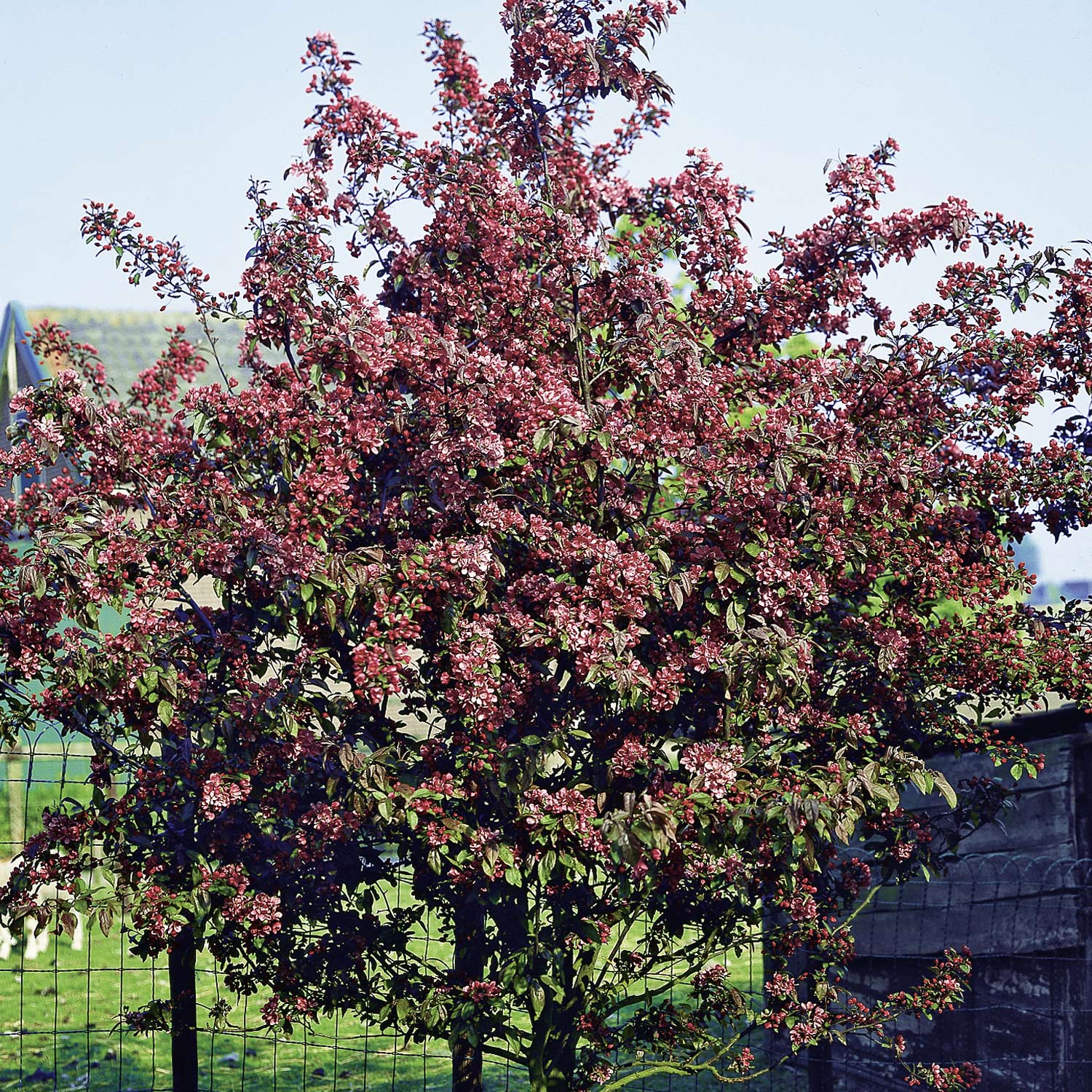 Zierapfel 'Dark Rosaleen'