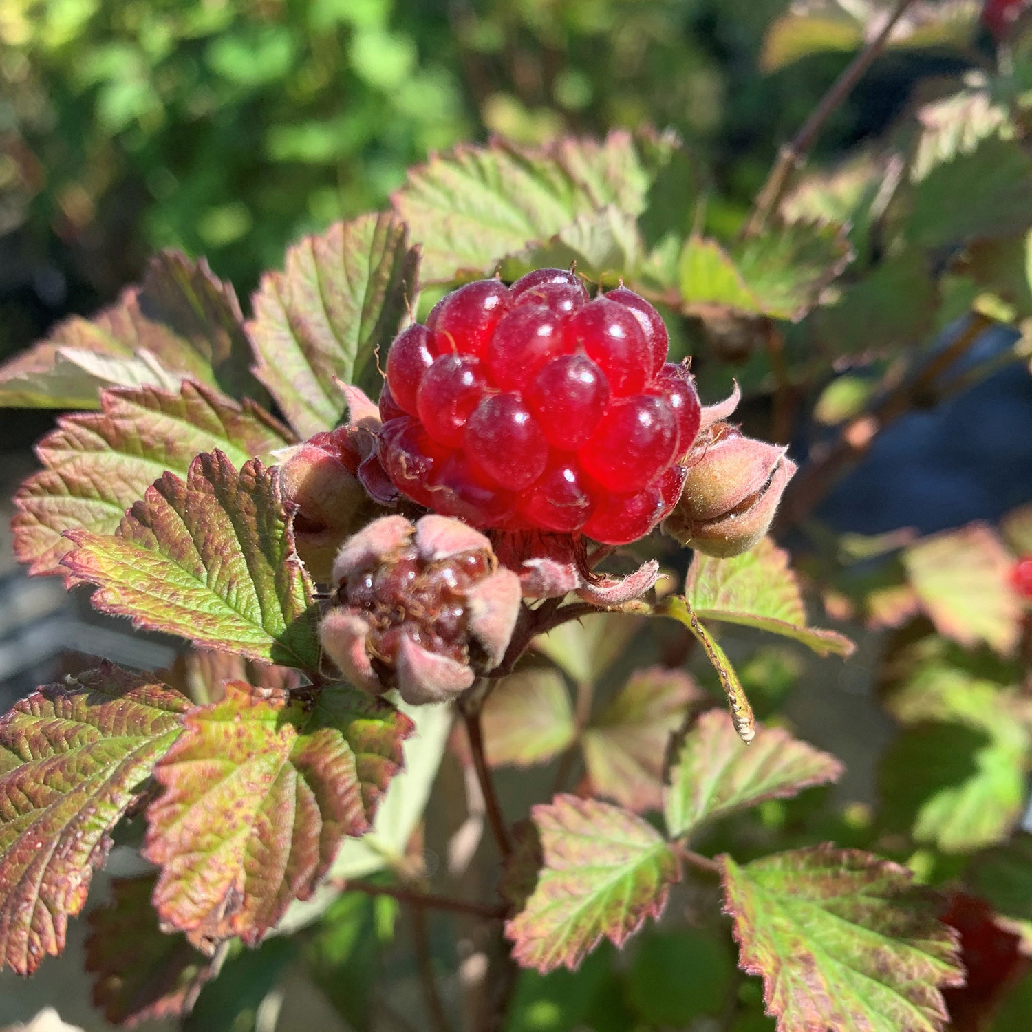 Brombeere 'Dorman Red'