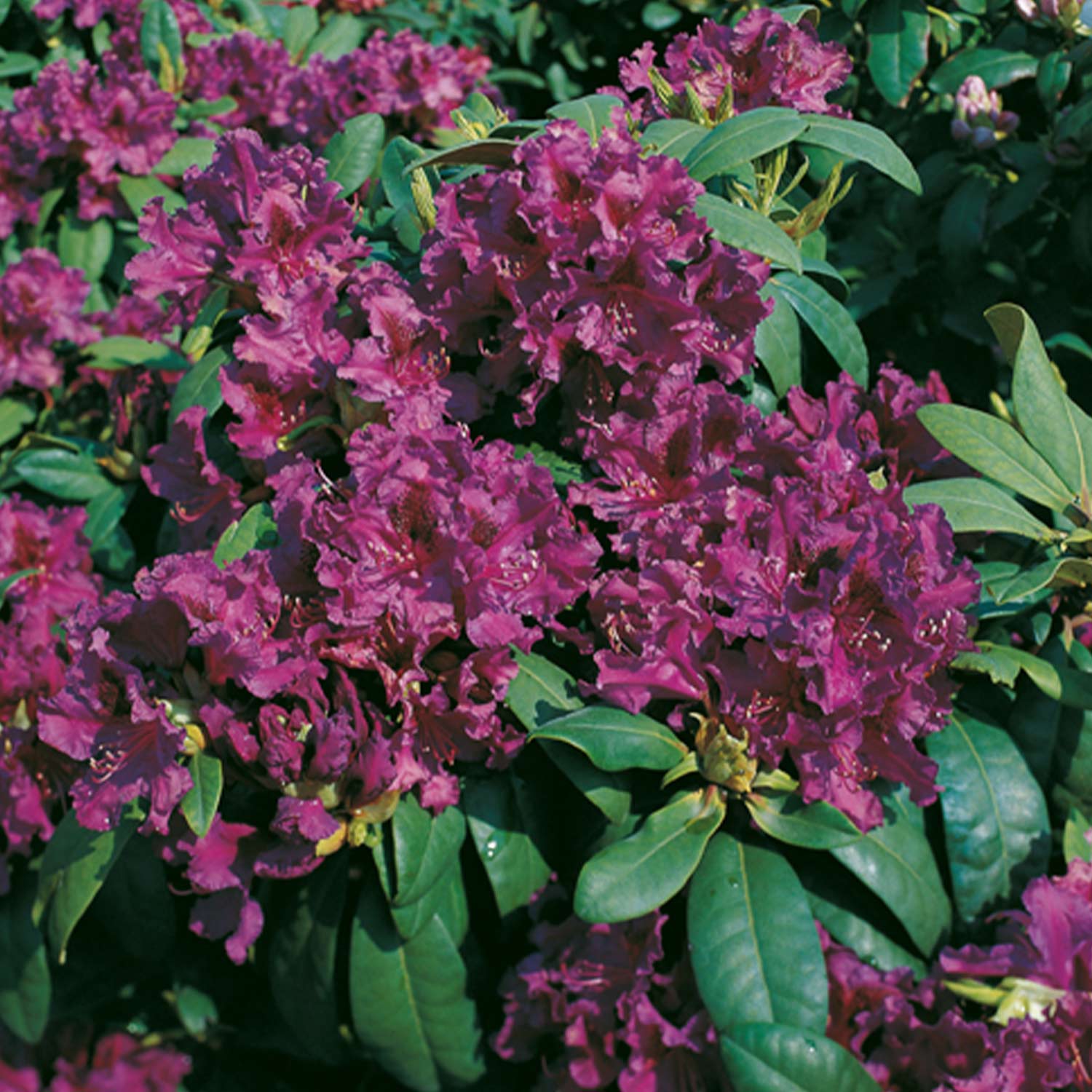 Rhododendron 'Azurro'