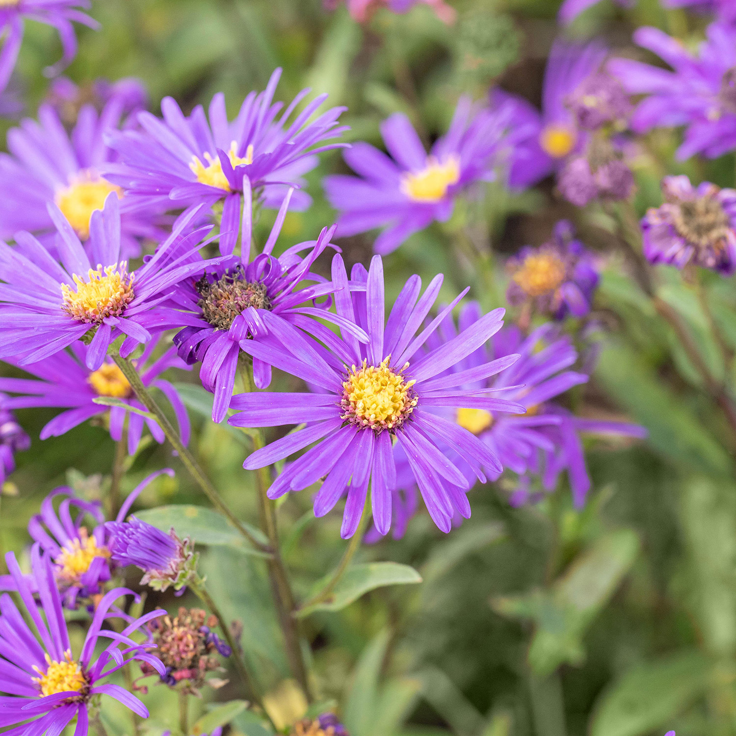 Glattblatt-Aster 'Dauerblau'