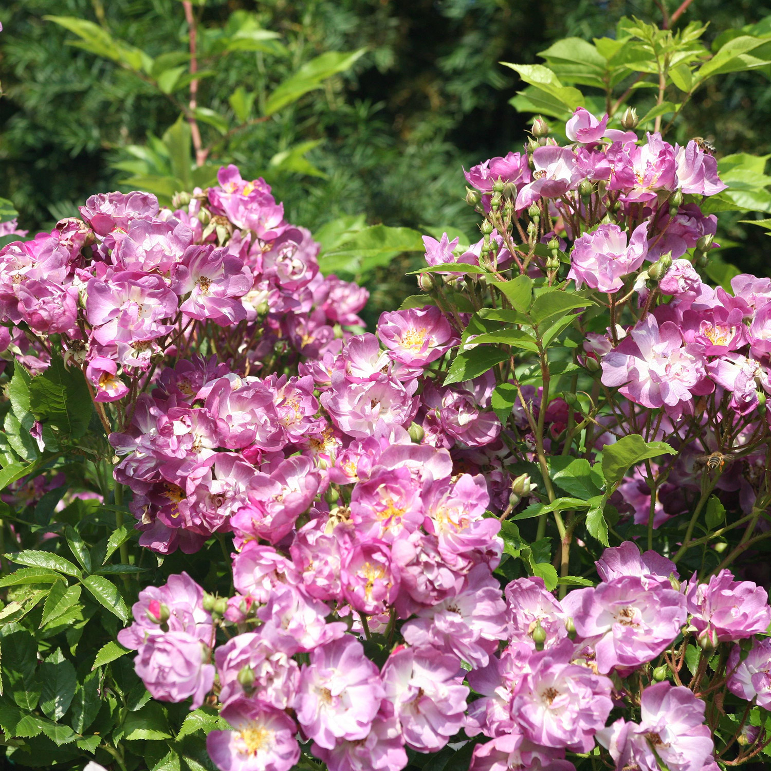 Ramblerrose 'Veilchenblau®'