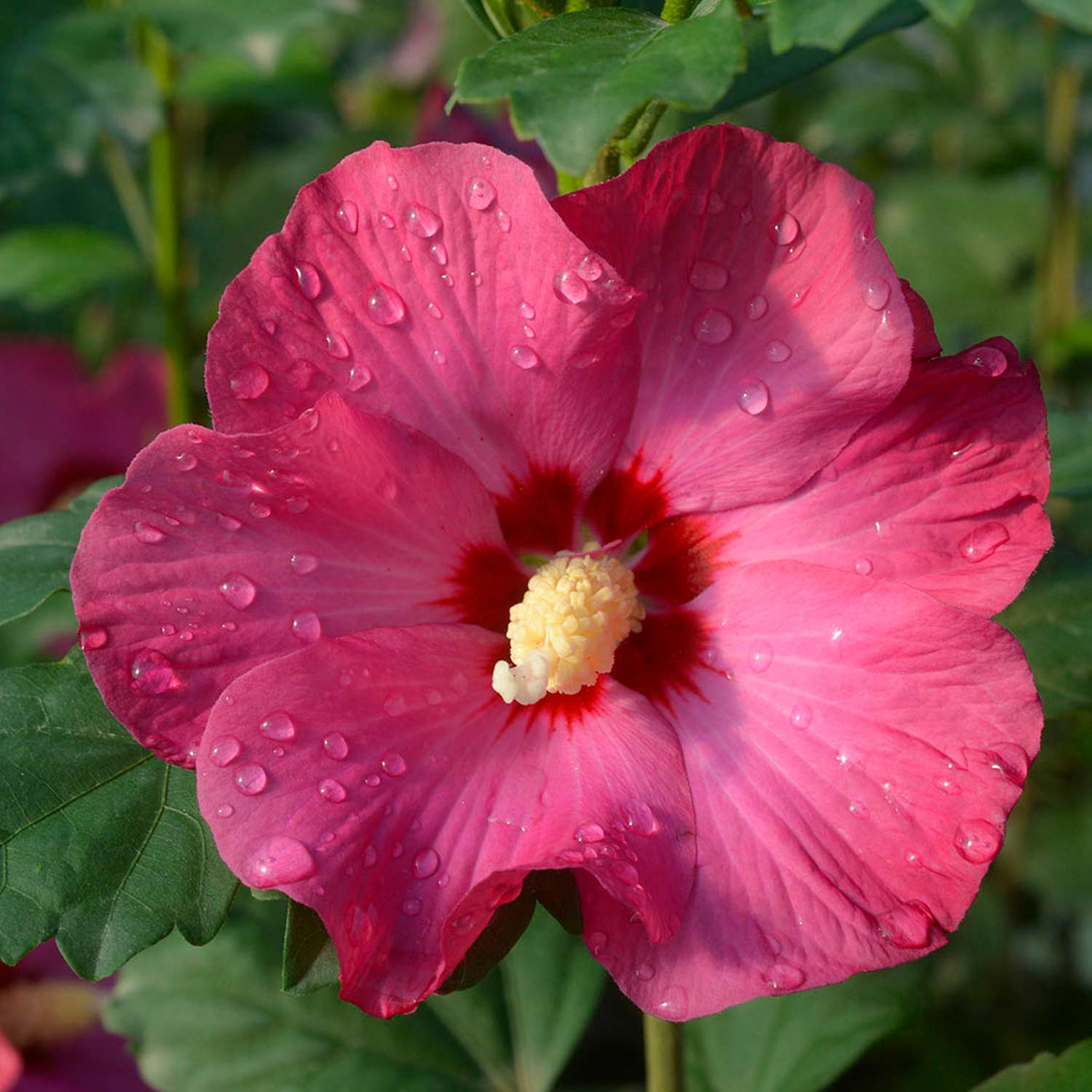 Hibiskus 'Sup'Bridge®'