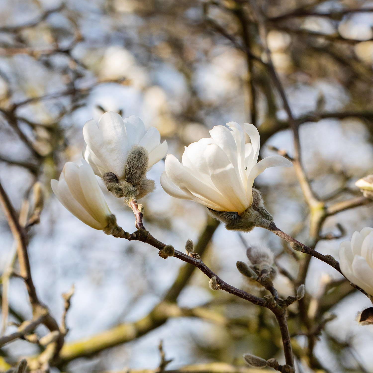 Sternmagnolie 'Frühlingsbote'