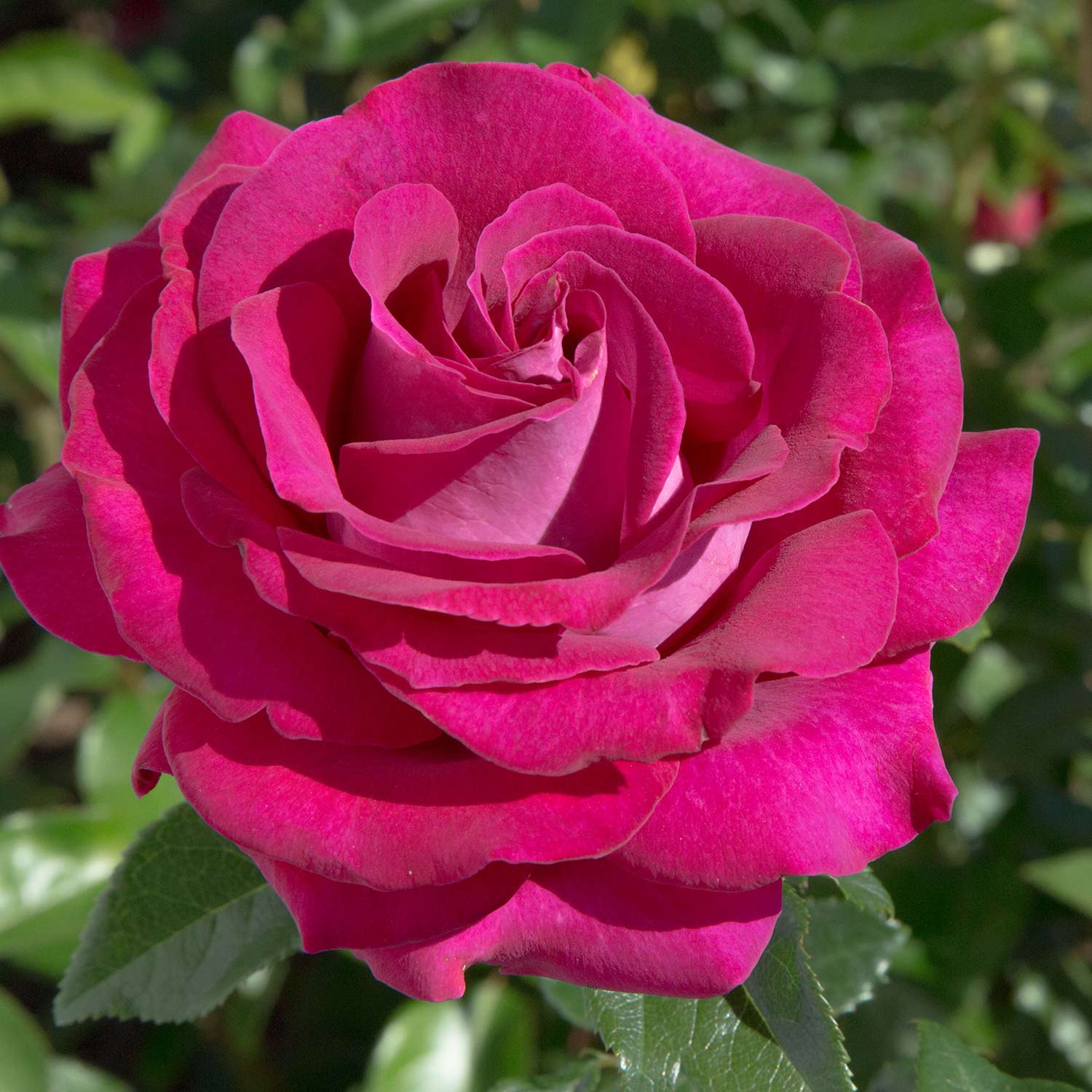 Edelrose 'Belles Rives'