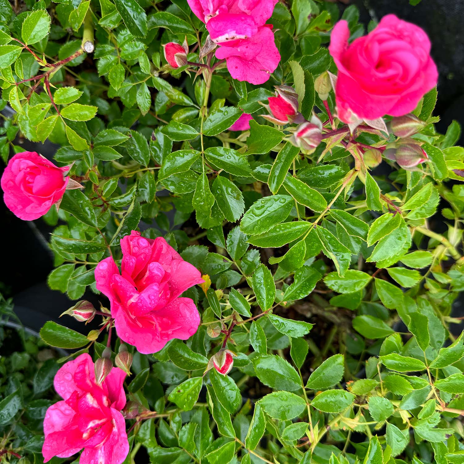 Zwergrose 'Medley Pink®'