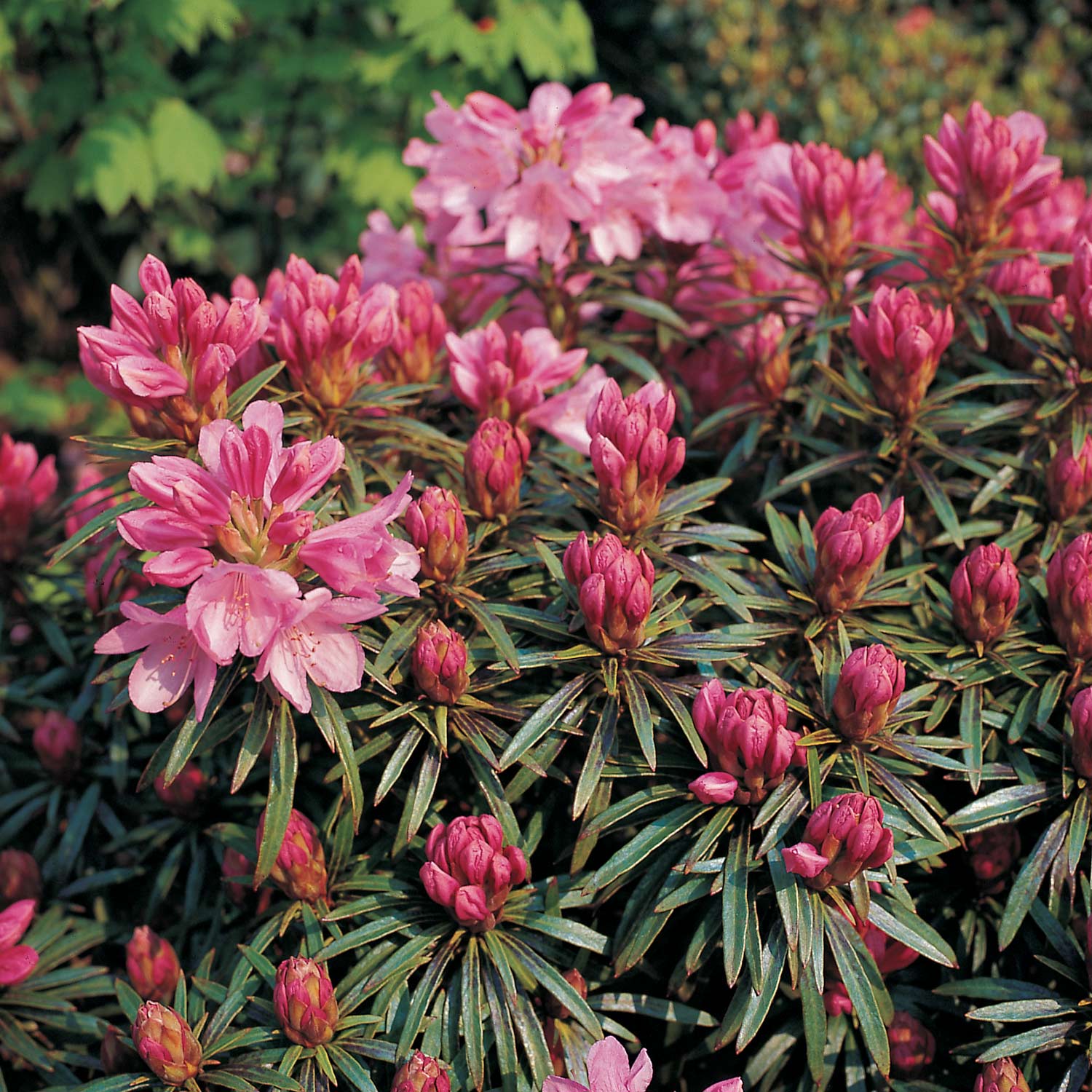 Wild-Rhododendron 'Graziella'