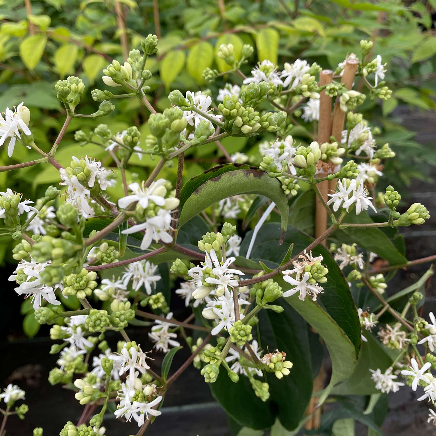 Sieben-Söhne-des-Himmels-Blume