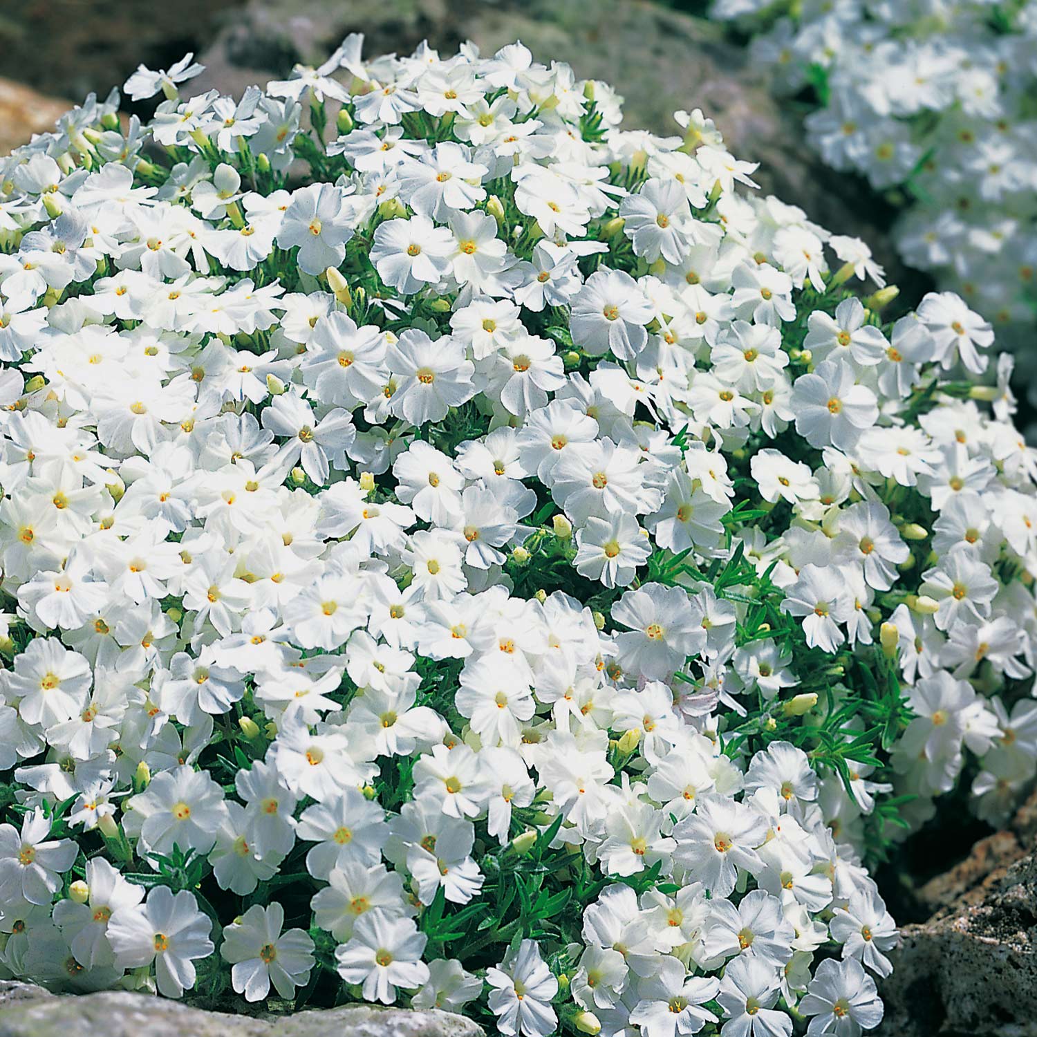 Weißer Polsterphlox