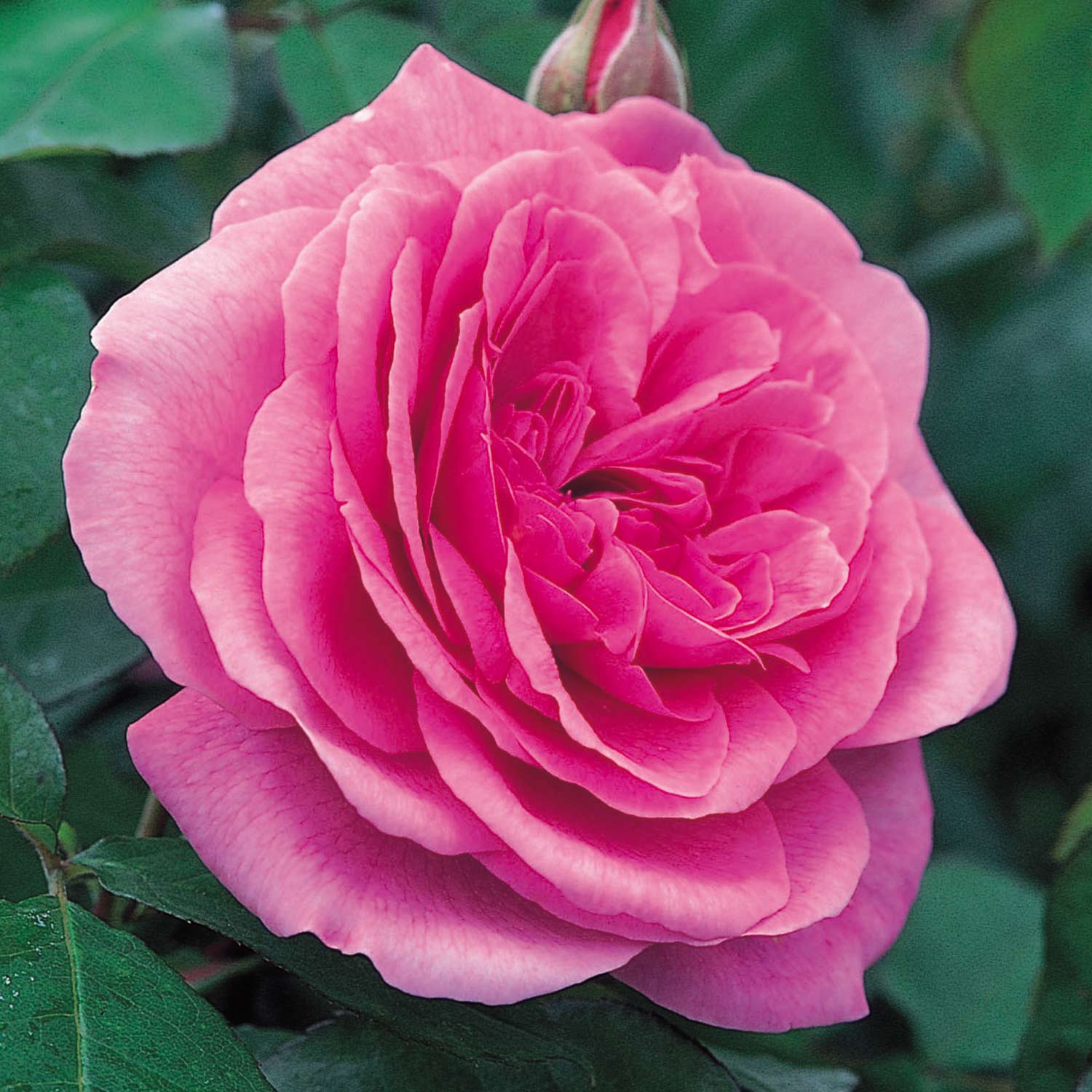 David Austin-Rose 'Gertrude Jekyll®' - AGM-Rose