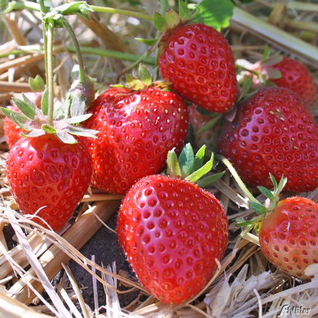 Erdbeeren 'Amandine®' - 10 Stück