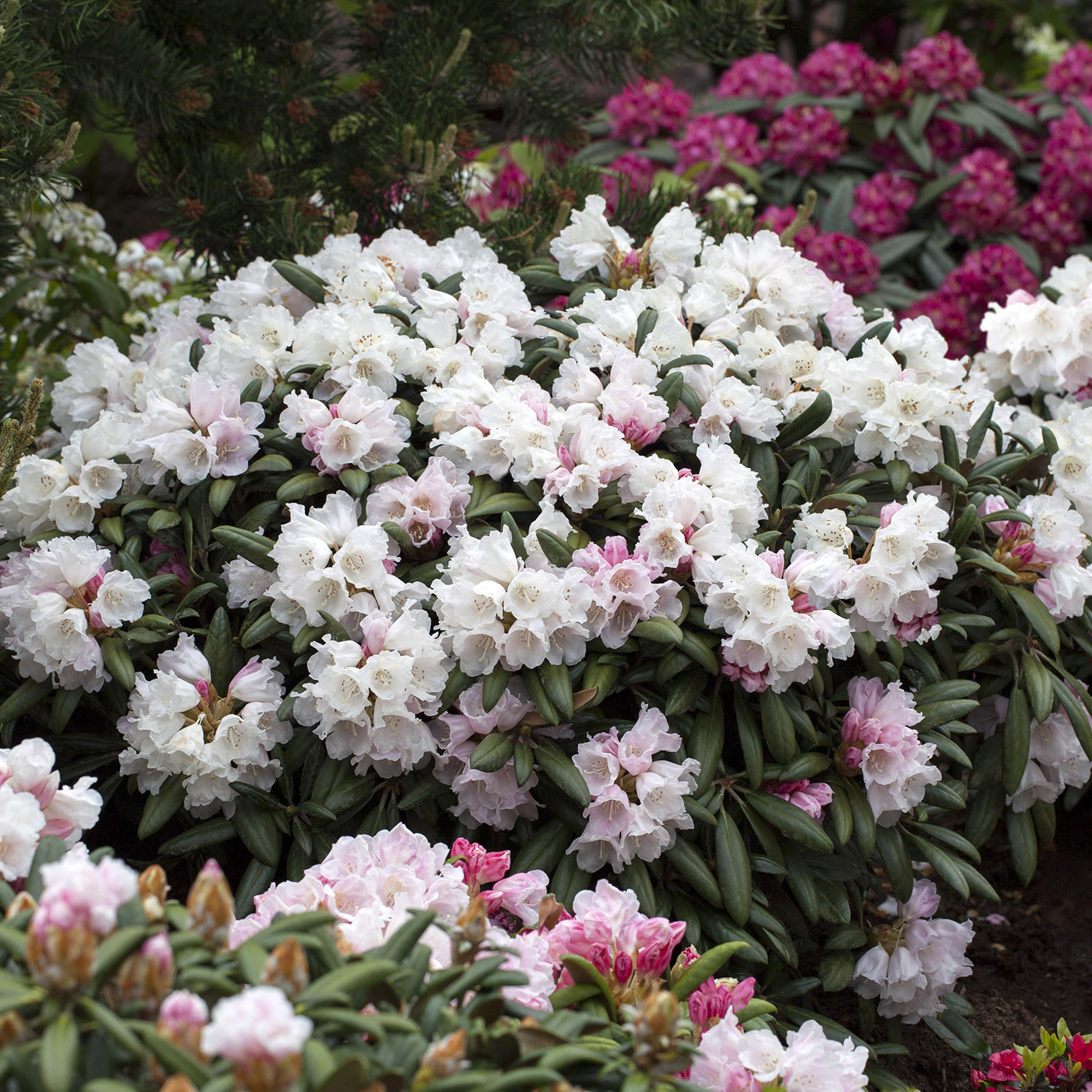 Ball-Rhododendron 'Koichiro Wada'