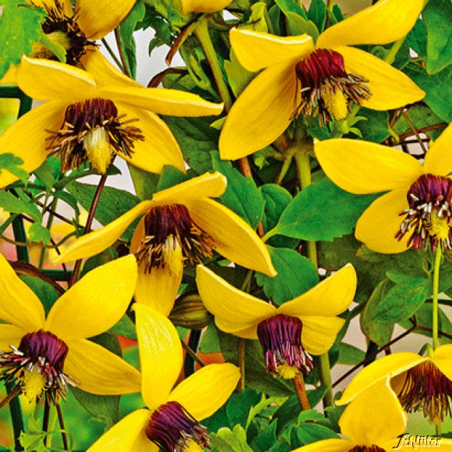 Clematis 'Golden Tiara'