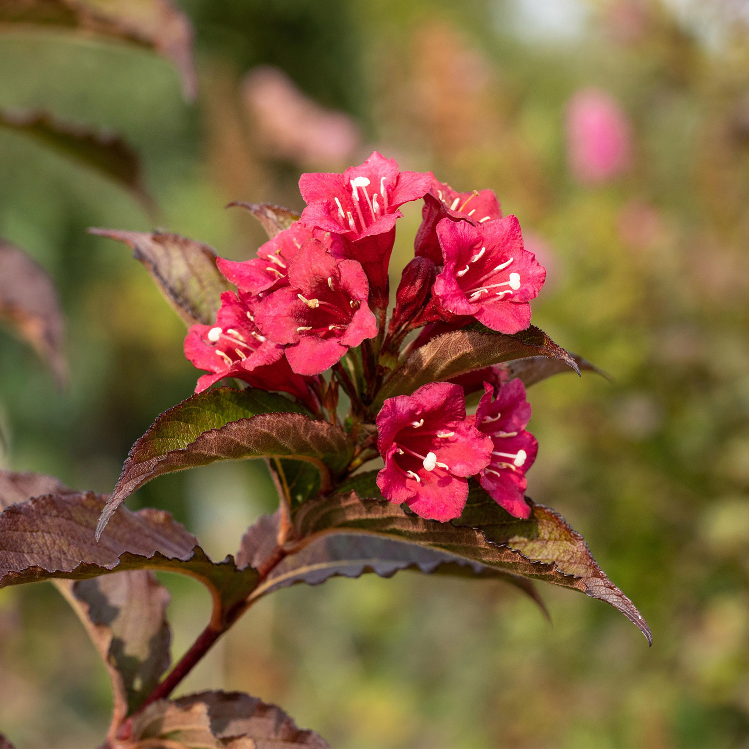 Weigelie 'Bristol Ruby'